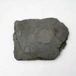 472 2276 Stenfossil